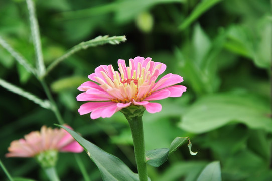 鲜花 花田