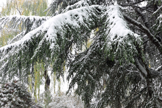 雪松 松树 雪景