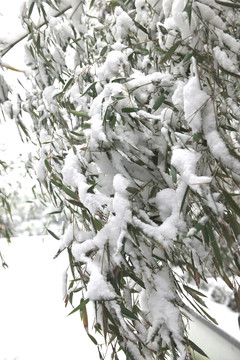 雪景 竹叶