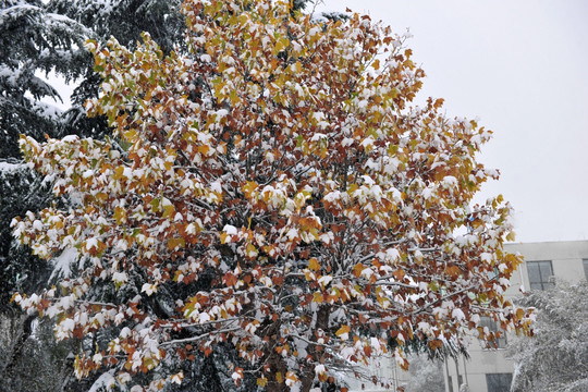 大树 树叶 雪景