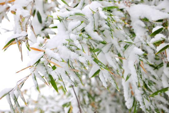 雪地 树挂 银装素裹