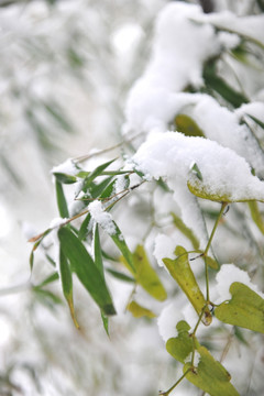 大雪 积雪 雪景 竹叶