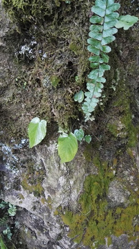 小草