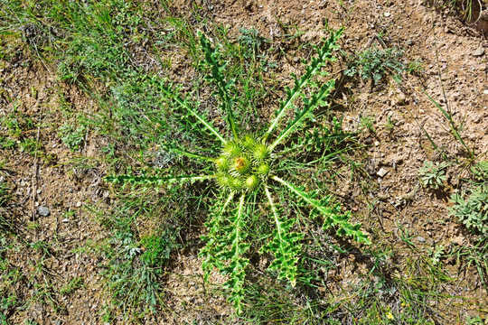 高原植被