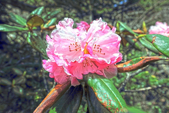 香格里拉大峡谷