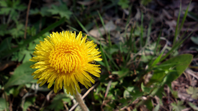 一朵黄花