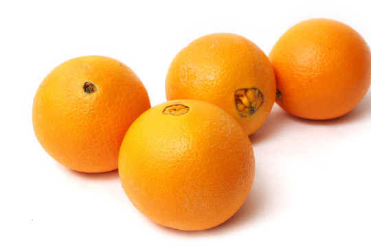 夏橙 柑橘