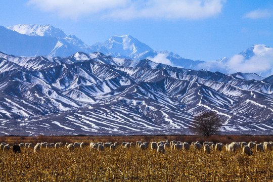 冬季天山牧场