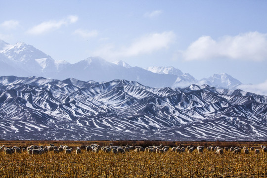 冬季天山牧场