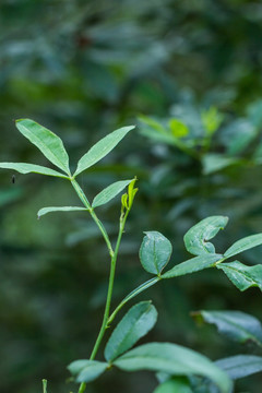 花椒叶 花椒树 绿叶