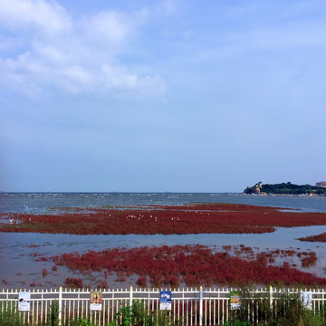 红海滩  湿地公园