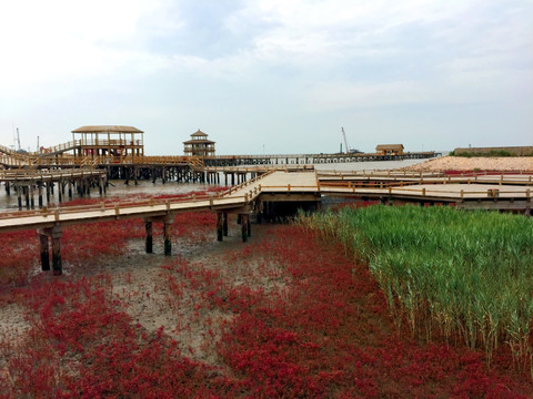 红海滩  湿地公园
