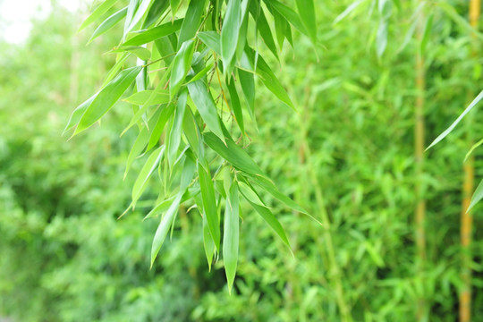 竹叶 竹林 竹子 翠竹