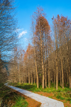 树林 小道