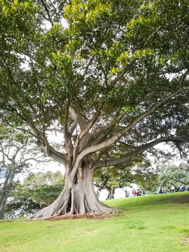 澳洲榕树