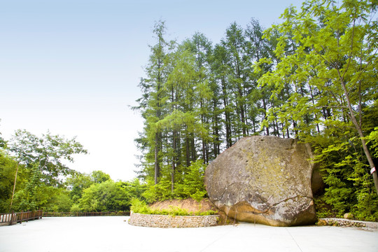 松树 山石 石头