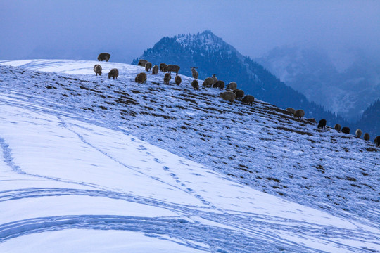 天山山脉积雪