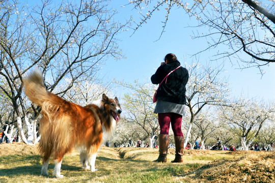 柯利犬