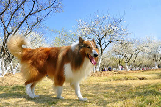 柯利犬