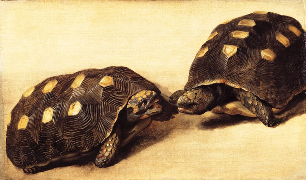 烏龜動(dòng)物油畫(huà)
