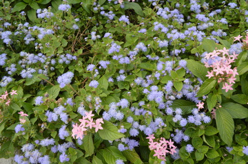 藍色小花