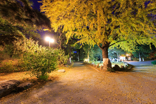 北大未名湖畔林荫道落叶夜景