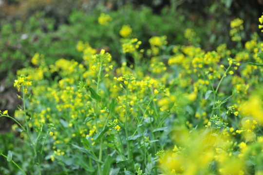 油菜花 油菜田