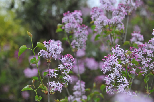 紫薇花 园林绿化 景观花卉