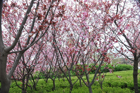 樱花园 樱花