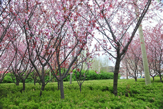 樱花园 樱花