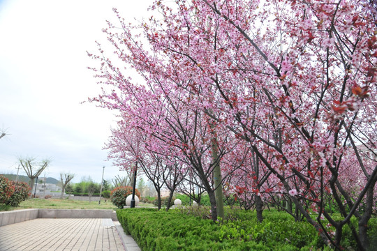 樱花园 樱花