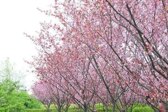 樱花 樱花园