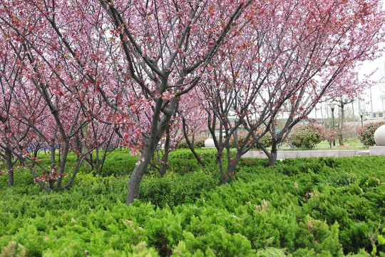 樱花园 樱花