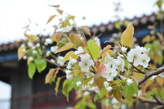 梨树 梨花盛开 园林景观