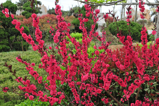 桃花 桃花红 春暖花开