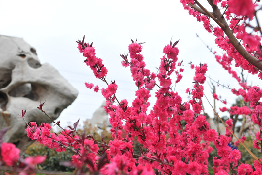 桃花 桃花红 春暖花开