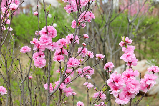 粉色桃花 桃花盛开