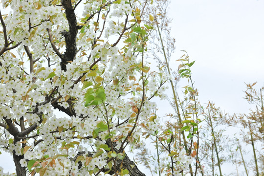 梨花 梨树