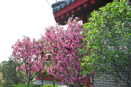 樱花 樱花树