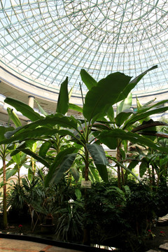 热带植物 植物