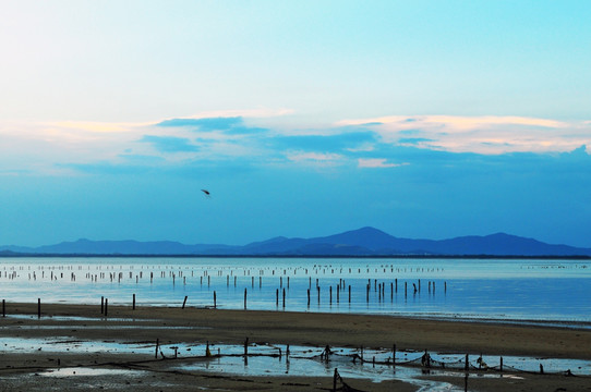 滩涂夕阳 海水养殖 宁静海边