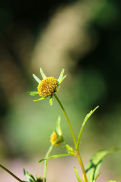 狼巴草