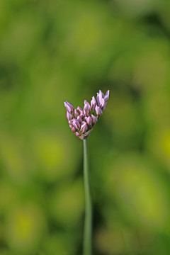 韭菜花