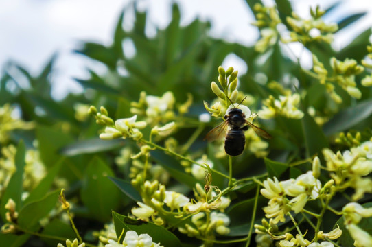 黑蜂在龙爪槐花间采蜜