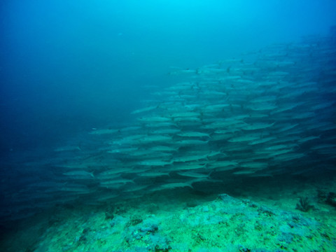 海狼风暴