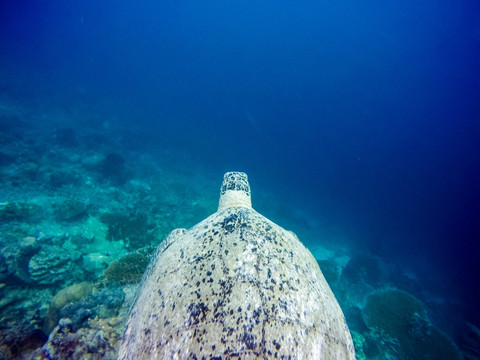 海龟