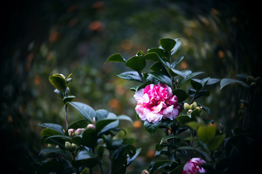 山茶花