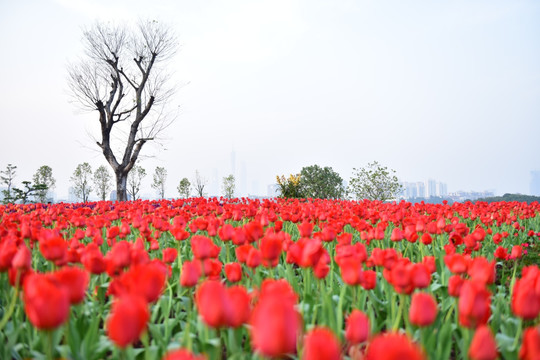 郁金香花海