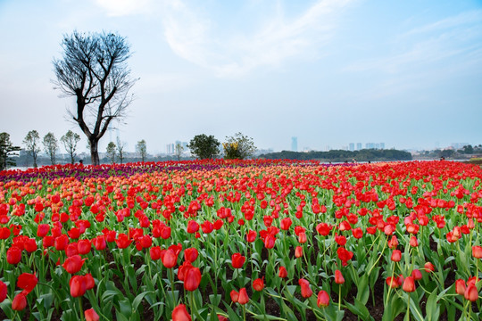 郁金香花海