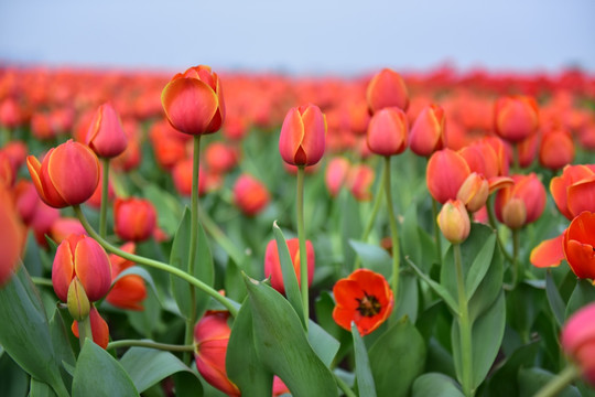 郁金香花园